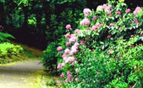 ��԰����ʲô�̰�10ƪ