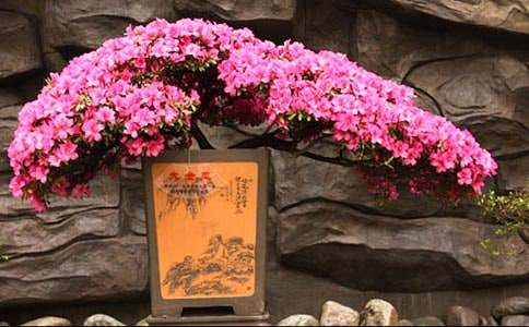 杜鹃花观察日记12篇