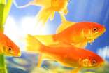 小学作文:可爱的小金鱼