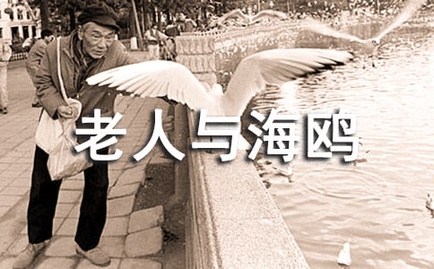 老人与海鸥阅读及答案