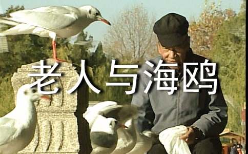 老人与海鸥课文说课稿范文