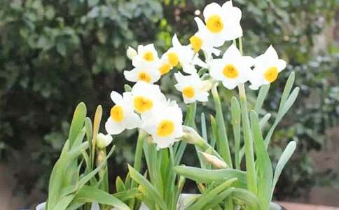 精选水仙花观察日记范文集锦5篇