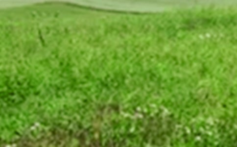 ����Ұ�ϵİ׷����ִ����Ķ���