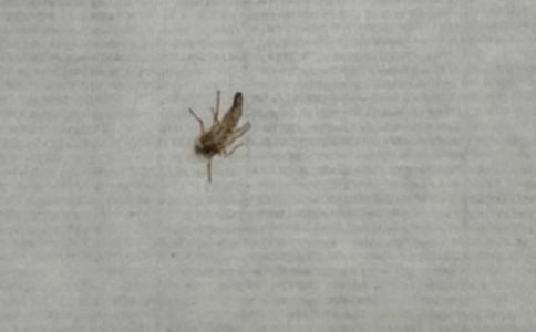 《熊班长赶蚊子》幽默儿童故事