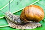 动物蜗牛教案