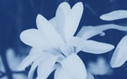 玉兰花观察日记(5篇)