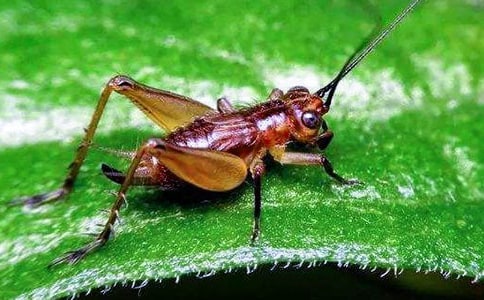 蟋蟀的住宅教学反思 15篇