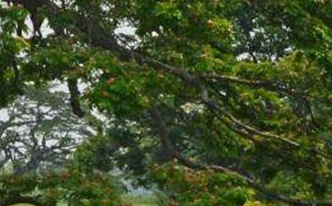 《白杨》教案范文集锦八篇