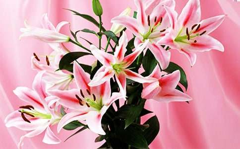 读《心田上的百合花》有感