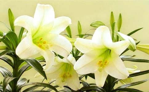 �����ٺϻ����и�