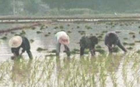 ������ʫ���������衷�Ķ���