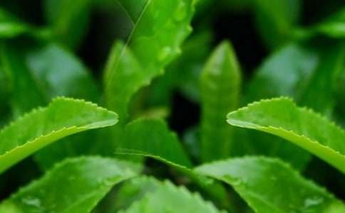 ��Ҷ�������������14ƪ