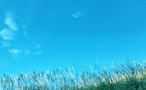 ����Сѧ����