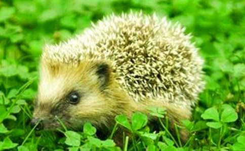 С���Сѧ����