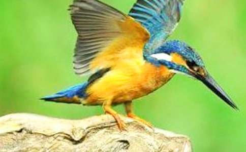 ���ڴ���̰�ģ��10ƪ