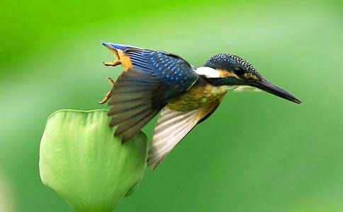 【精选】翠鸟教案3篇