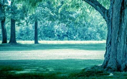 大树妈妈教案(通用17篇)