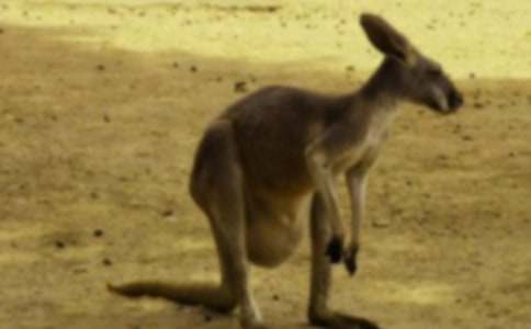 С����Ϸ�̰�����������