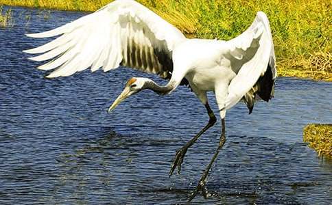 美丽的丹顶鹤教案