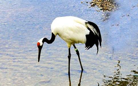 �����ĵ����׵Ľ̰�