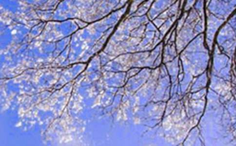 ����ѡ�������Сѧ�ռ���ƪ