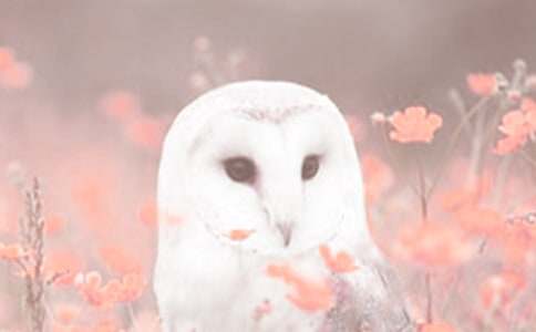 ��ֲ��۲��ռ�