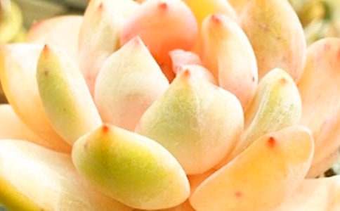 ����Сѧ����