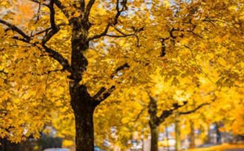 【热门】高中风景作文锦集5篇