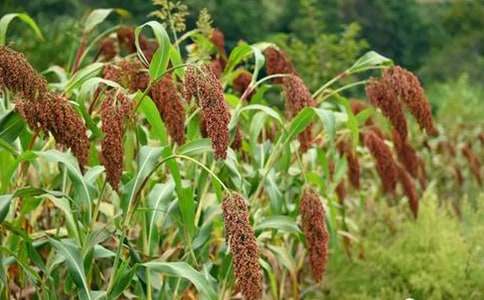 �������顷�̰�