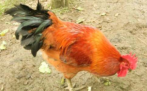 《美丽的公鸡》教案