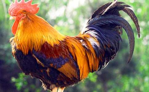 С������СѼ�ӽ̰�