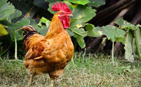 ��С������СѼ�ӡ���ѧ��˼