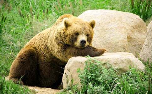 《两只笨狗熊》活动教案