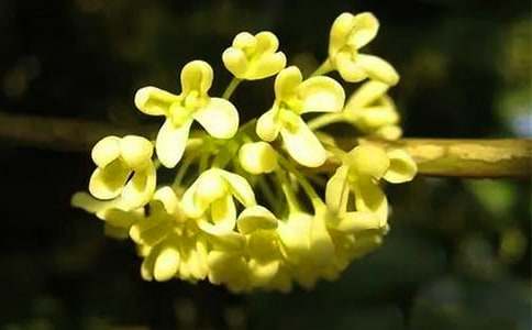 桂花小学作文精选15篇