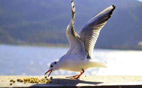 ����Ÿ����ɭ������кϼ�15ƪ