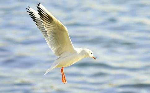 ����Ÿ����ɭ�������