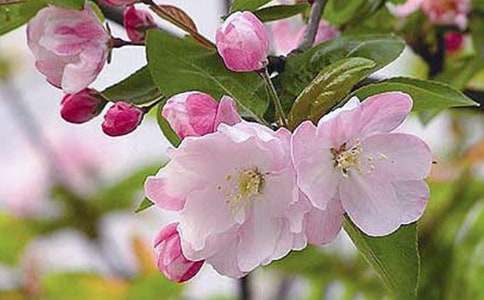 Сѧ���ģ�����