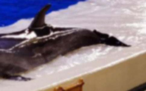 《蓝色的海豚岛》读后感