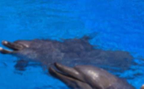 ����ɫ���ൺ�������