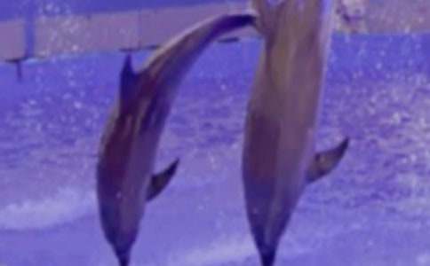 读《蓝色的海豚岛》有感