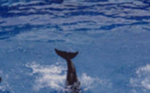 ����ɫ�ĺ��ൺ������кϼ�15ƪ