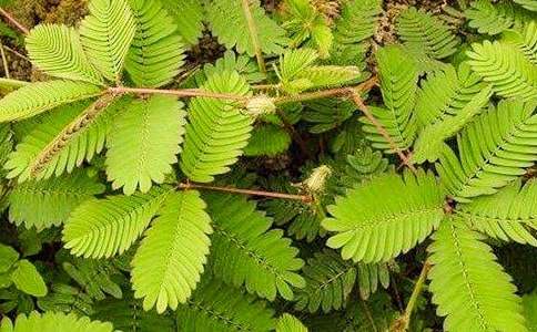 含羞草观察日记