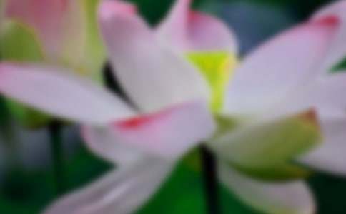 【精华】荷花小学作文锦集九篇