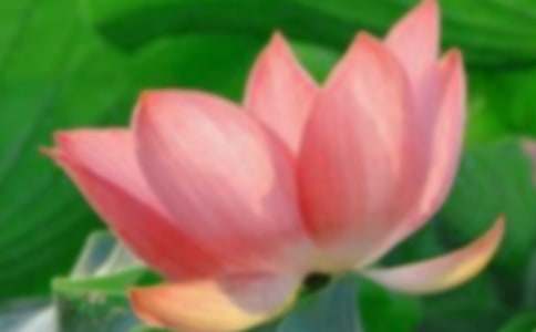 �йغɻ��̰�ģ��ϼ�8ƪ