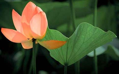 ���ɻ������̰�