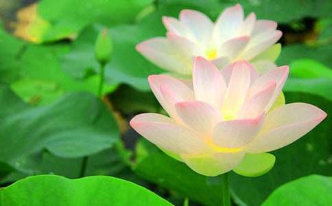 �йغɻ�Сѧ����300��4ƪ