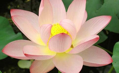 《荷花》优秀教案范文8篇