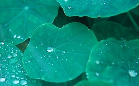 实用的荷叶圆圆教案四篇