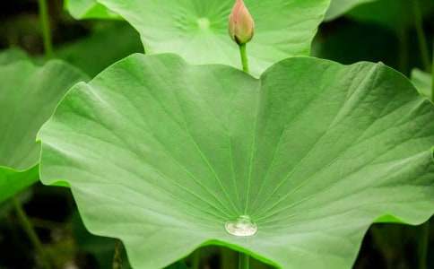 ����ҶԲԲ��˵�θ�(15ƪ)