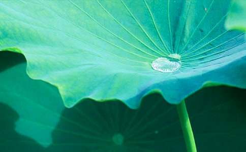 关于《荷叶圆圆》教案模板集锦8篇